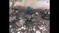 جاج, وز, بط