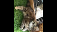 قطه شيرازي