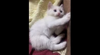 قطط شيرازي