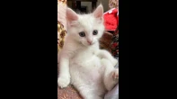 قطة شيرازي مع كامل مستلزماتها