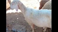خروف
