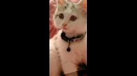 قط شيرازي