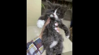 قطة شيرازي