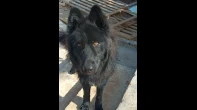 كلب German Shepherd