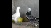 عشرة ازواج حمام مصري وسلفر
