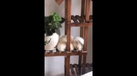 قطط