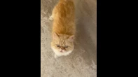 قط منزلي