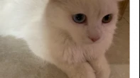 قط شيرازي