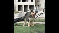 جراو هسكي