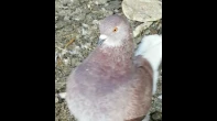 ٩ ازواج حمام كنج
