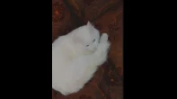 قطة شيرازي للبيع بسعر مغري