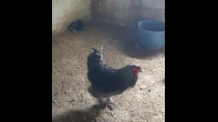 ديك براهما نخب