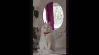 قط ذكر شيرازي