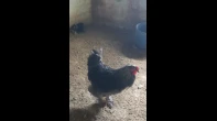ديك براهما نخب