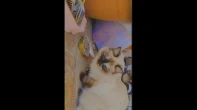 قطة سيامي٩
