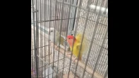 طيور للبيع