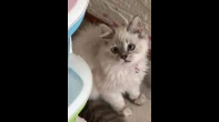 قطه هملايا للبيع