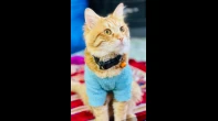 قطط شيرازي