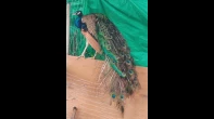 طاووس
