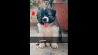 كلب هسكي