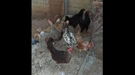 طيور للبيع