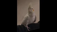 طائر كوكتيل لاتيني