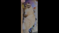 قطة سيامي٩