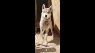 هسكي سيبيري