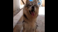 هاسكي
