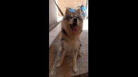 هاسكي