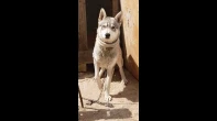 هسكي سيبيري