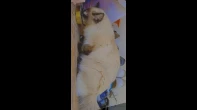قطة سيامي