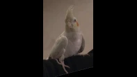 طائر كوكتيل لاتيني