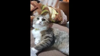 قطة شيرازي أنثى