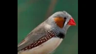طائر الفنك