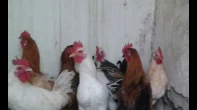 ديوك بلدي للبيع