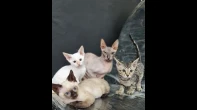قطة فرعونية سلالة روسية نقية مع اولادها 3