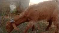 خروف سخل 4شهور