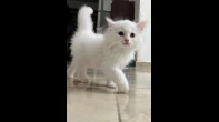 قط شيرازي