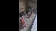 دجاج بلدي للبيع