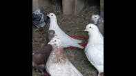خمسة جواز حمام مصري حجم سوبر