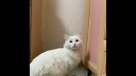 قطة شيرازي