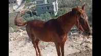 خيل