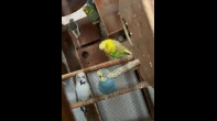 طيور مشكل