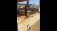 كلبه