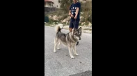 كلبه