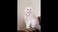 قطة
