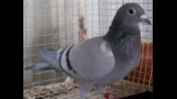 حمام ودجاج
