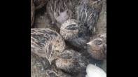 صيصان بلدي و12 جوز وفر