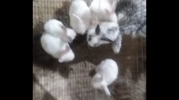 صيصان ملون وبلدي وارانب فطم